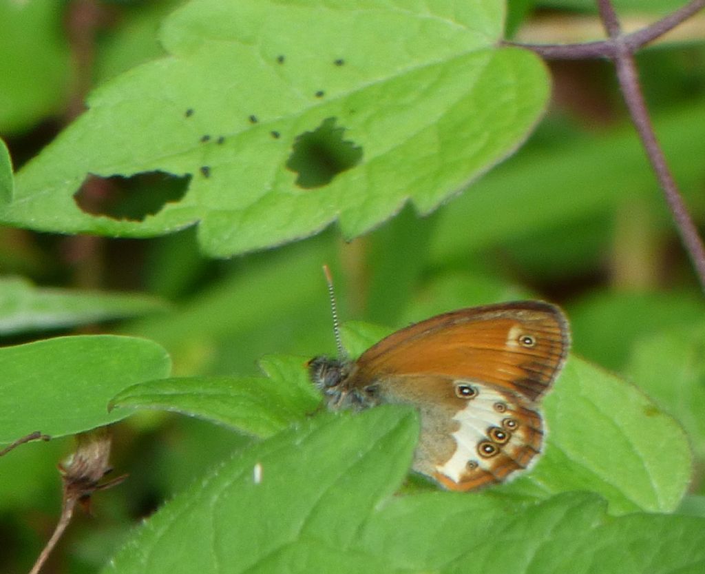 Coenonympha arcania